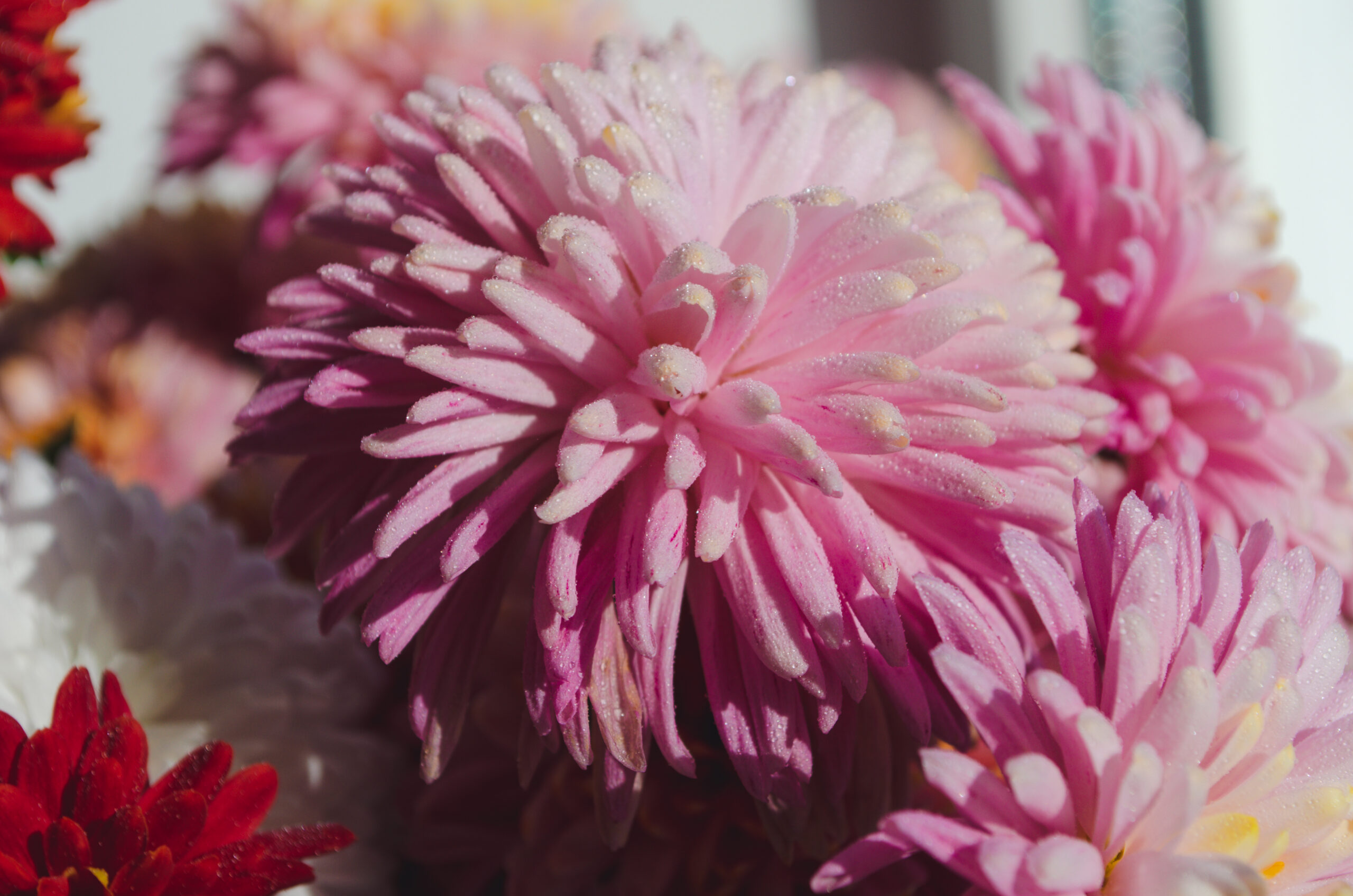 A close-up shot of pink and white chrysanthemums